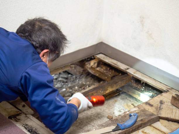 Best Health and Safety Mold Remediation in Mazomanie, WI