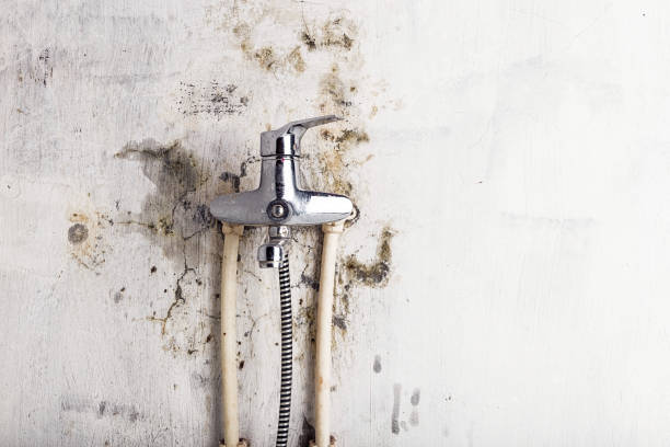 Best Industrial Mold Remediation in Mazomanie, WI