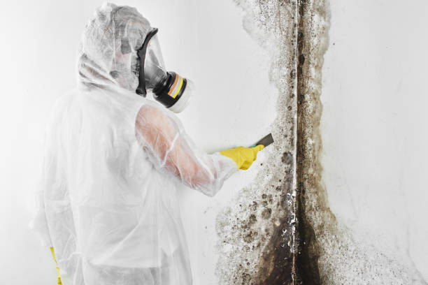 Best Post-Remediation Services in Mazomanie, WI