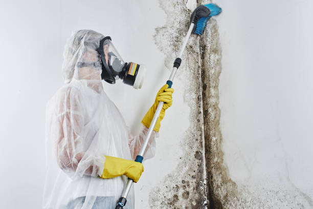 Best DIY Mold Remediation Support Services in Mazomanie, WI