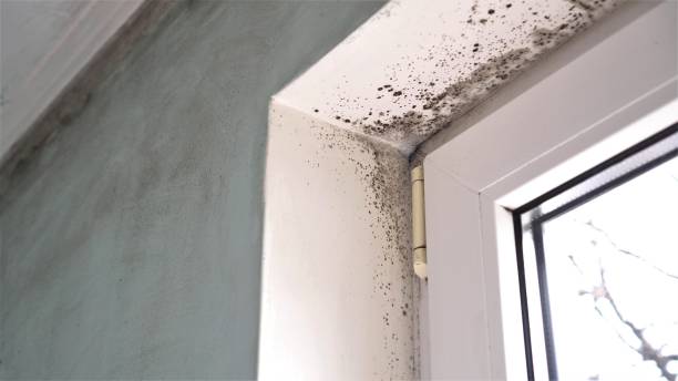Best Residential Mold Remediation in Mazomanie, WI