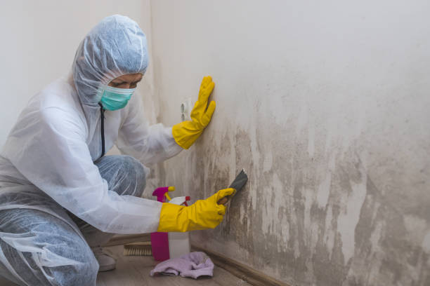 Best Localized Mold Remediation (e.g., coastal areas, humid climates) in Mazomanie, WI