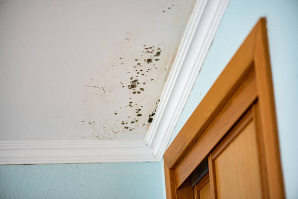 Best Mold Remediation for Specific Building Types in Mazomanie, WI