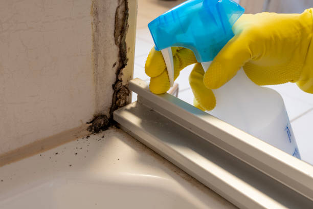 Best Emergency Mold Remediation in Mazomanie, WI