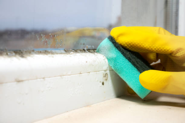 Best Kitchen Mold Remediation in Mazomanie, WI