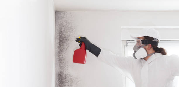 Best Commercial Mold Remediation in Mazomanie, WI