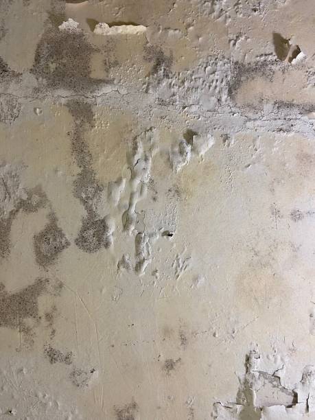 Best Insurance-Related Mold Remediation in Mazomanie, WI