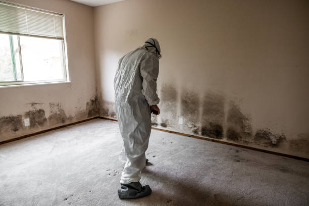 Best Bathroom Mold Remediation in Mazomanie, WI